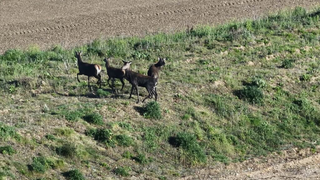 A Group of Red Deer Hinds